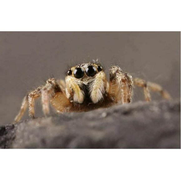 Lee Tie Dye T-Shirt Green Yellow Men's XL Vintage - Picture 5 of 12